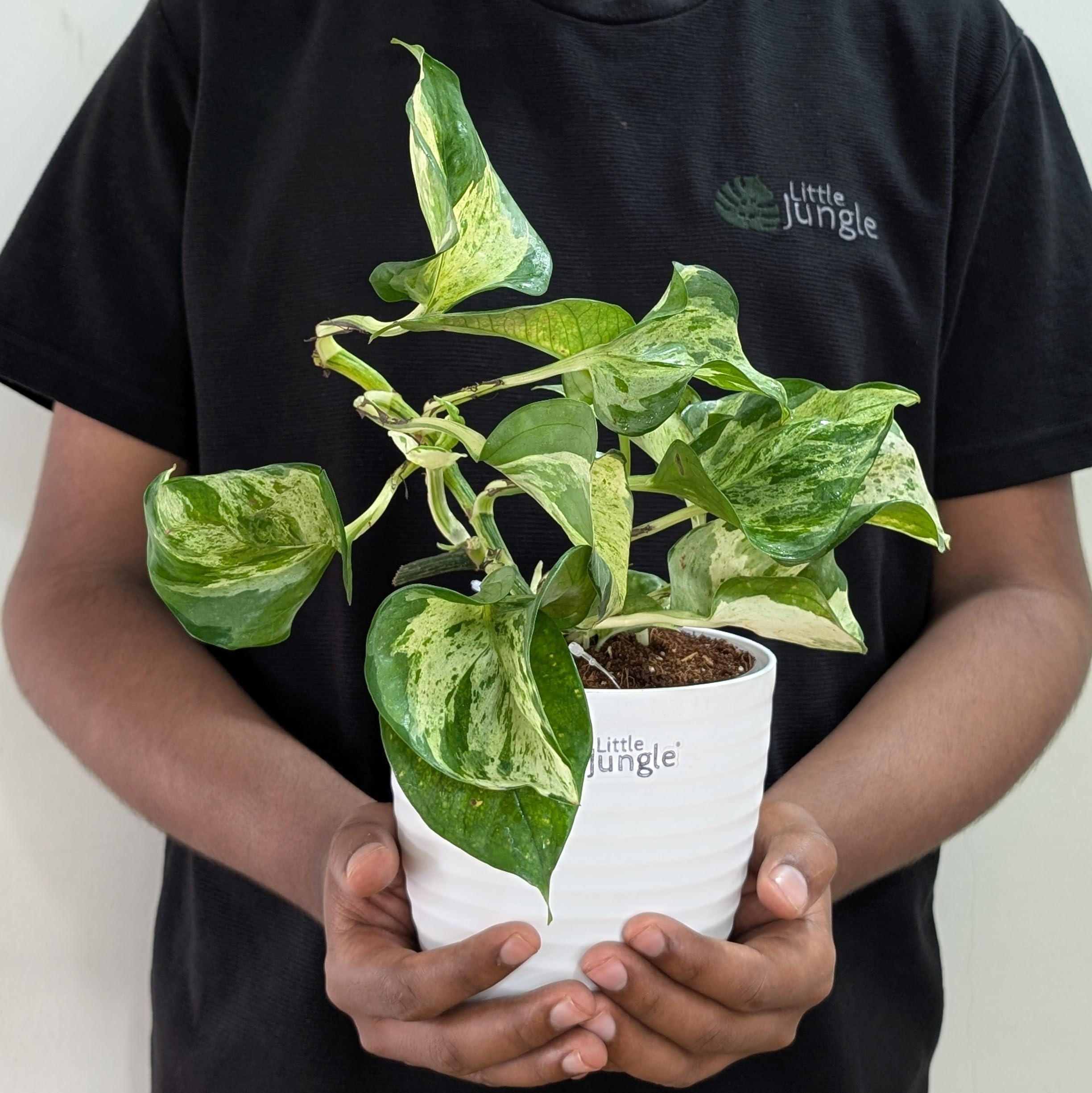 LITTLE JUNGLE Manjula Pothos - Healthy Live Plants with White Pots, Air Purifying Plant, Indoor Plants with pots for home-picture-31