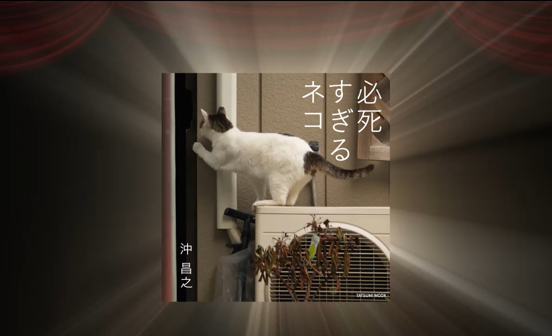 写真集 必死すぎるネコ (タツミムック) | 沖 昌之 |本 | 通販 | Amazon