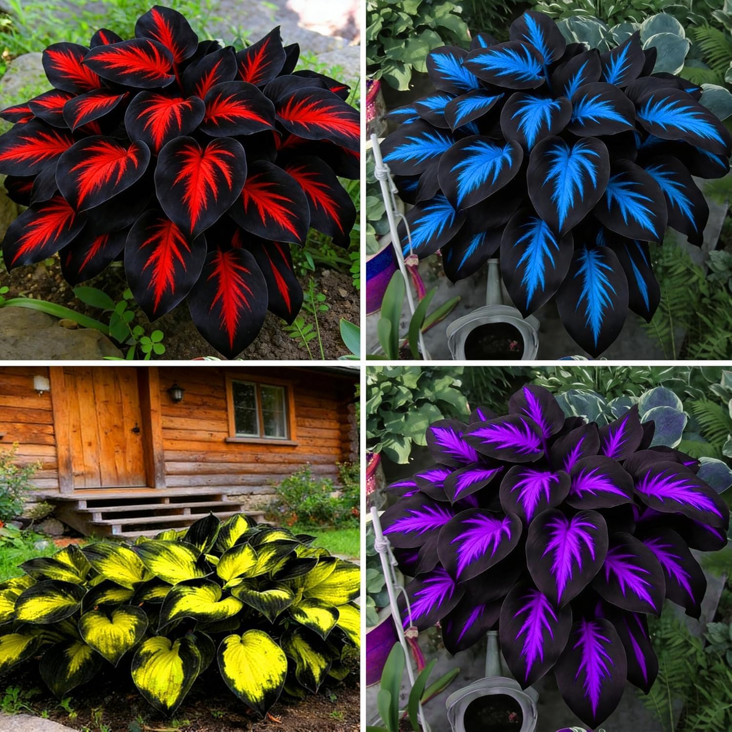 310+ Mixed Hosta Seeds - Perennial Shade-Loving Foliage Plant Seeds - Variety of Leaf Patterns and Colors for Shady Garden Landscapes