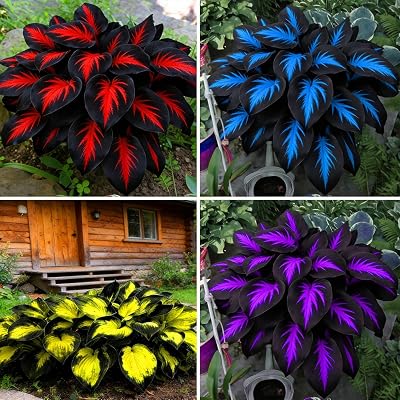 310+ Mixed Hosta Seeds - Perennial Shade-Loving Foliage Plant Seeds - Variety of Leaf Patterns and Colors for Shady Garden Landscapes