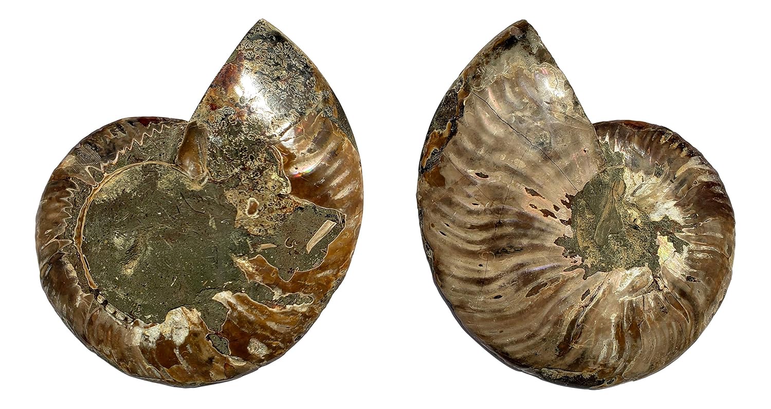 Genuine Ammonite Fossil Pair (AM16) - Split and Polished - from Madagascar by Dinosaurs Rock