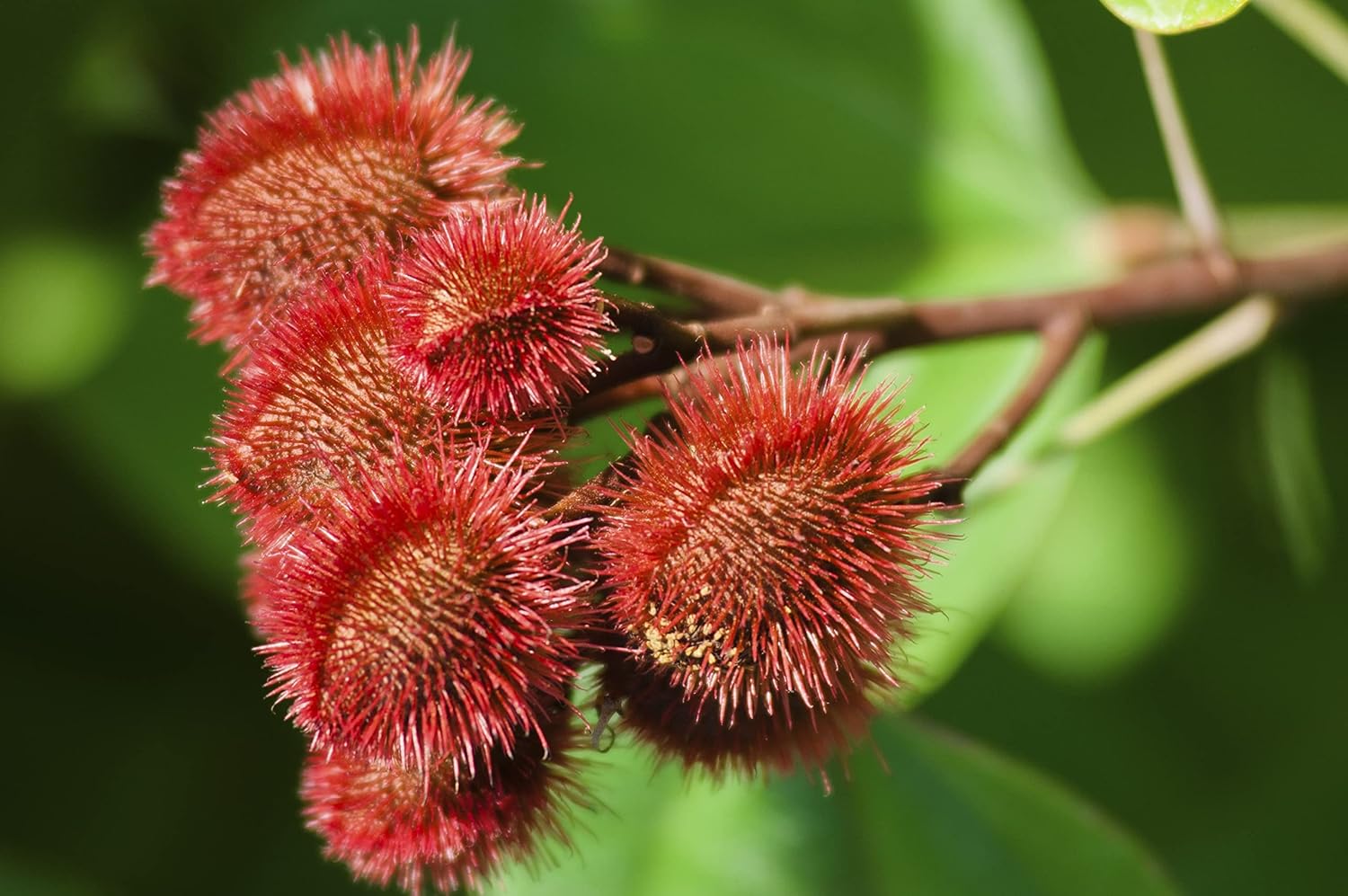Las semillas de Bixa orellana! Semillas de árboles de achiote Orden hoy para la cantidad doble! (20)