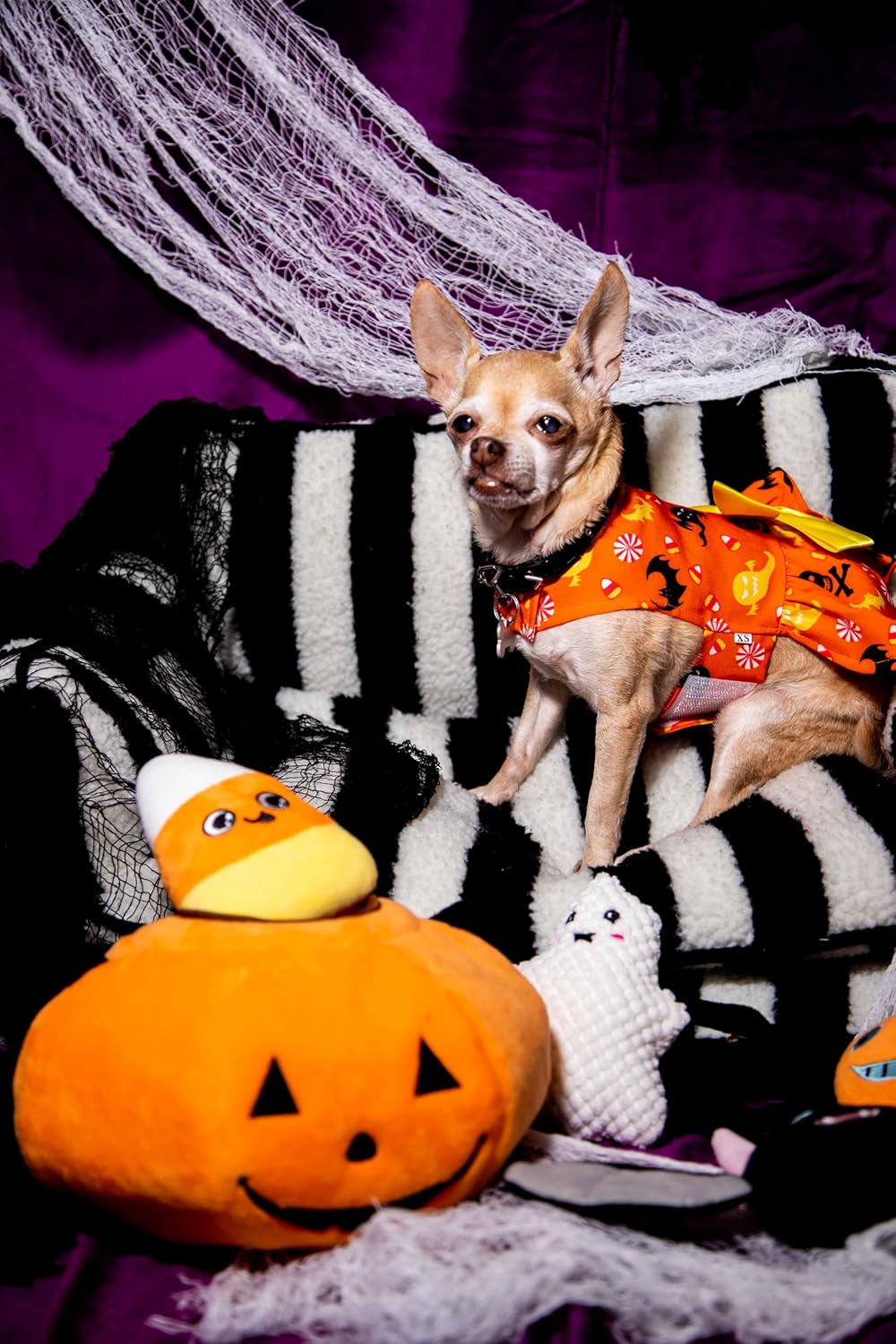 Glow Pups Halloween Hide and Seek Dog Toys, Crinkle Jack O Lantern with 4 Plush Squeak Toys, Durable Rope Handle, Interactive, Orange Halloween Pumpkin