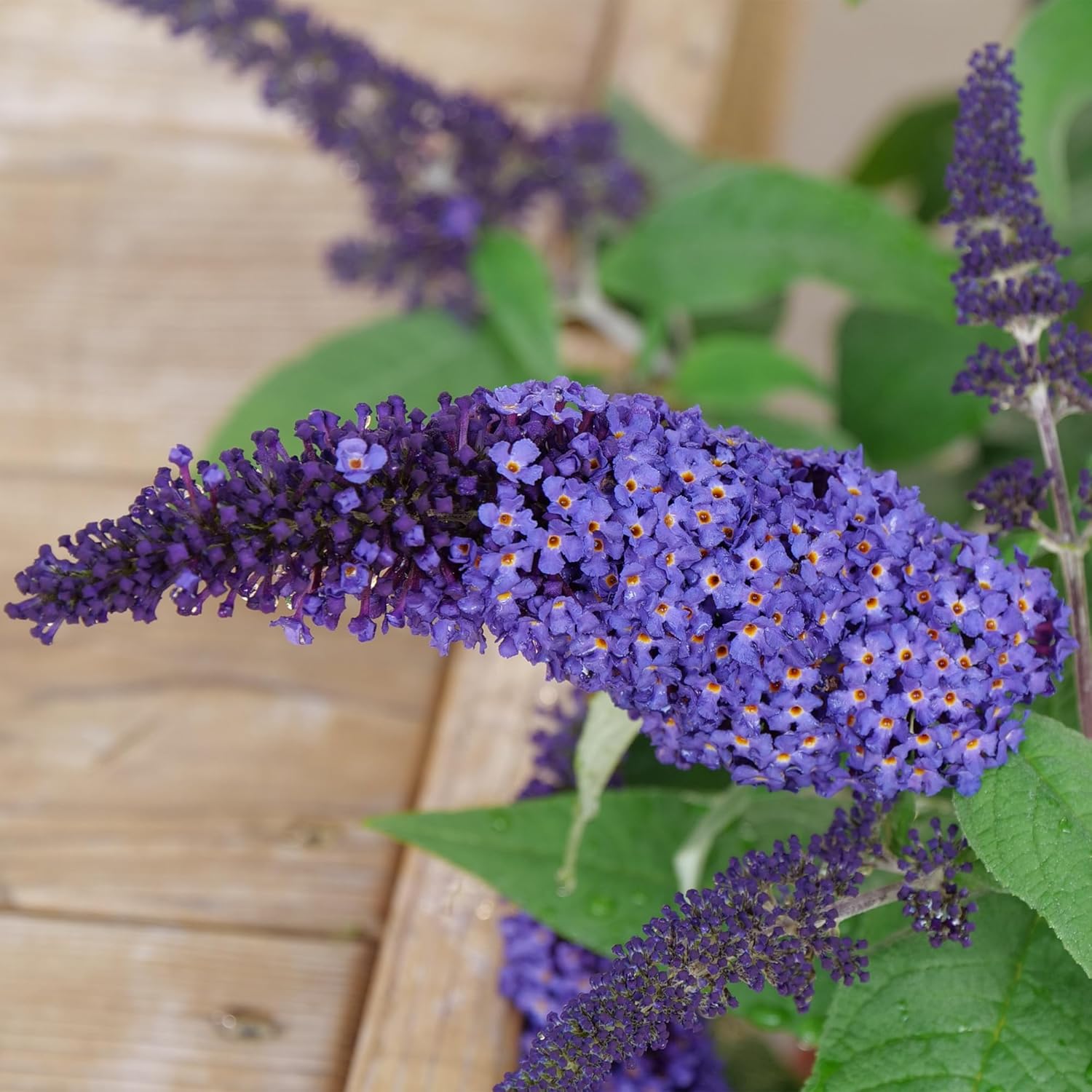 Pugster Buddleia, True-Blue Flowers, 2 Gal. (Pugster Blue)