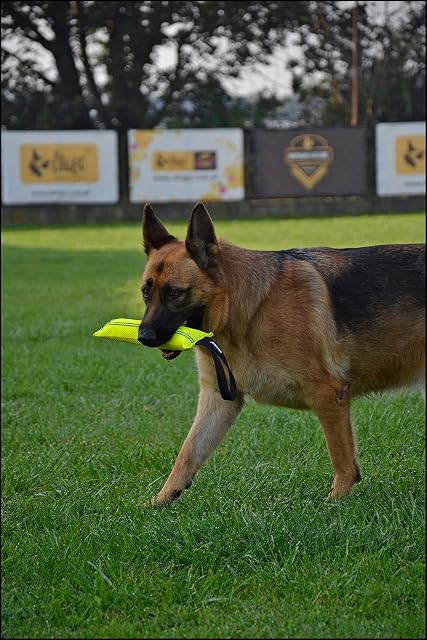 Foto 3 de 8 de Dingo Gear S00303 - Juguete Resistente con 1 Mango para Entrenamiento de Perros IGP, Juego Deportivo…