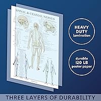 Vista 2 de Palace Learning Paquete de 2 pósteres de anatomía de nervios espinales y sistema nervioso, juego de 2 gráficos anatómicos, columna