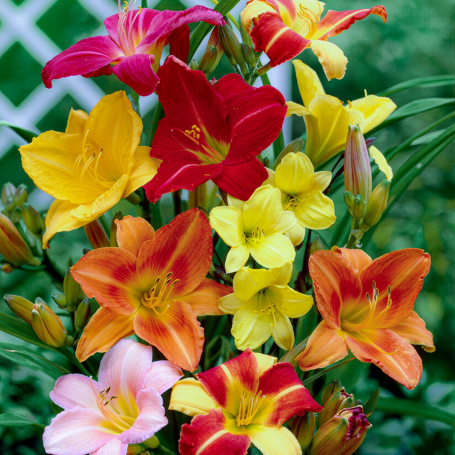 Daylilien collezione allevatore (5 piante), miscela perenne di 5 varietà Hemerocallis/colori, grandi perenni invernali dall'Olanda, ibridi per aiuole e sconti (nessun seme, cipolle)