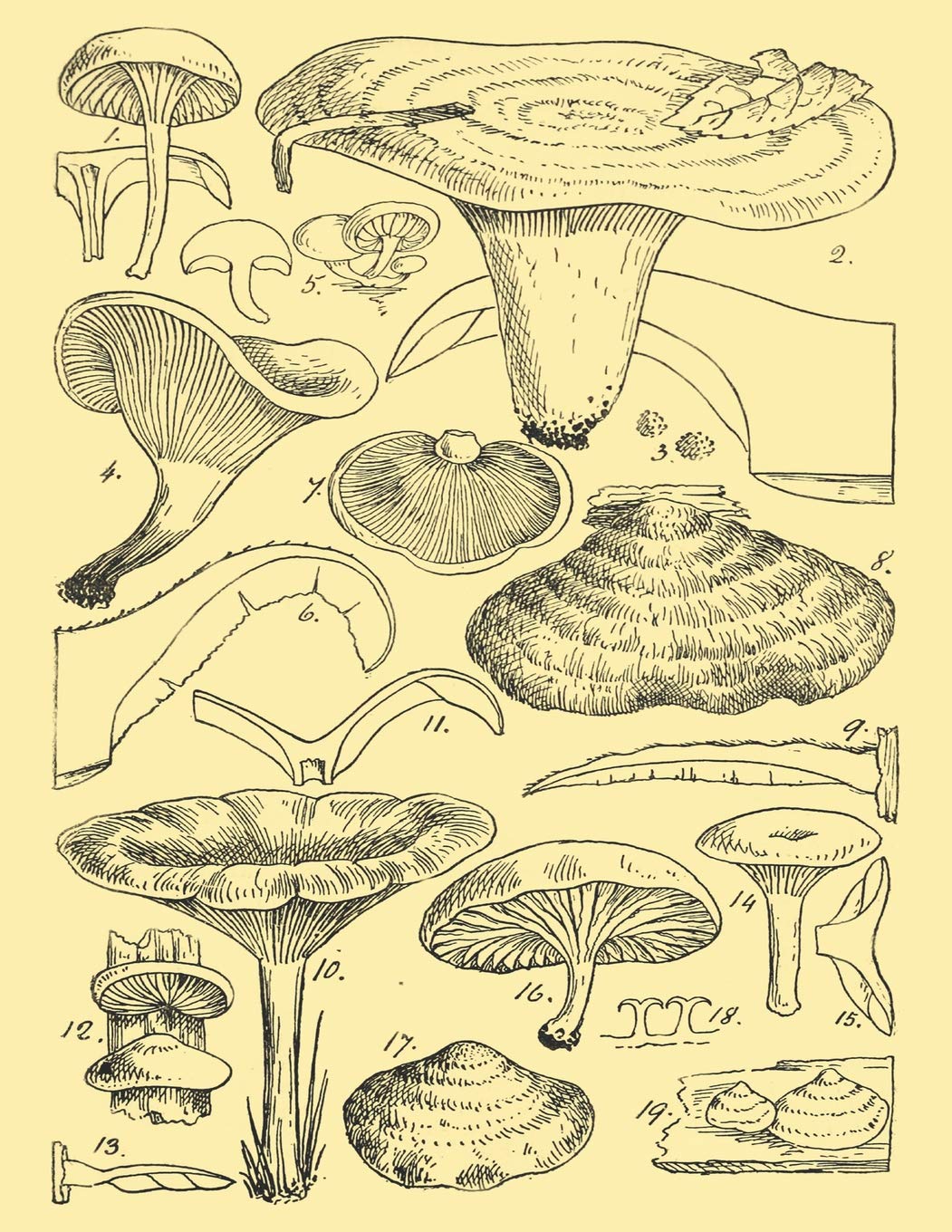 Sketchbook: Mushroom Drawing Journal 8.5" X 11" Personalized Artist Sketchbook 109 Blank Pages For Sketching Drawing and Creative Doodling, Blank Paper For Drawing Sketchbook (Handbook)