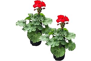 Live Flowering Zonal Geraniums - Brighten Your Home with Vibrant Hues