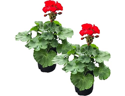 8 Best Geranium Plants to Beautify Your Garden or Home