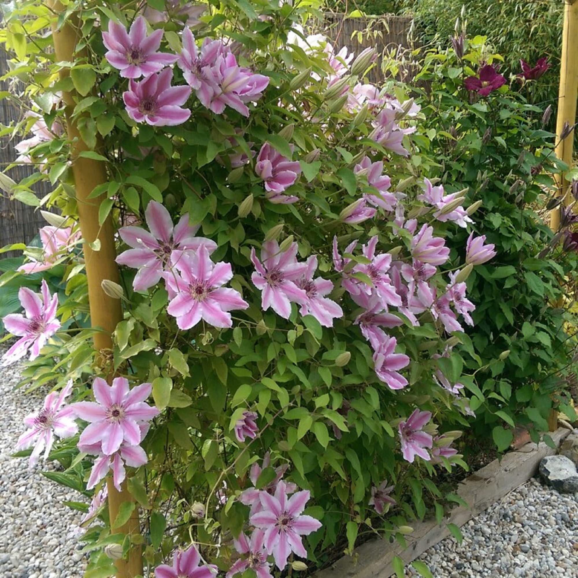 CHUXAY GARDEN Nelly Moser Clematis Seed 30 Seeds Exotic Charm Flowering Plant Adding a Decorative Appeal High Yield Flourishing