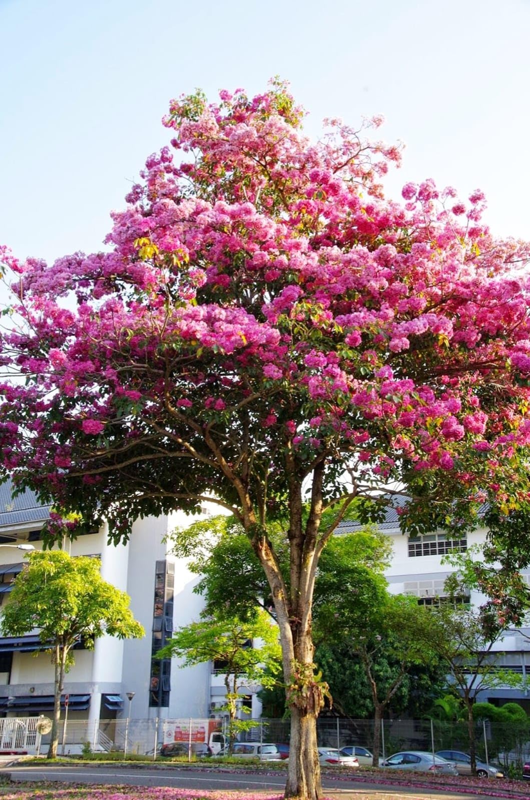 Tabebuia Rosea Pink Trumpet Tree Live Plant, Pink Poui Pentaphylla, Flowering Garden Plant (Pack of 1 Live plant)