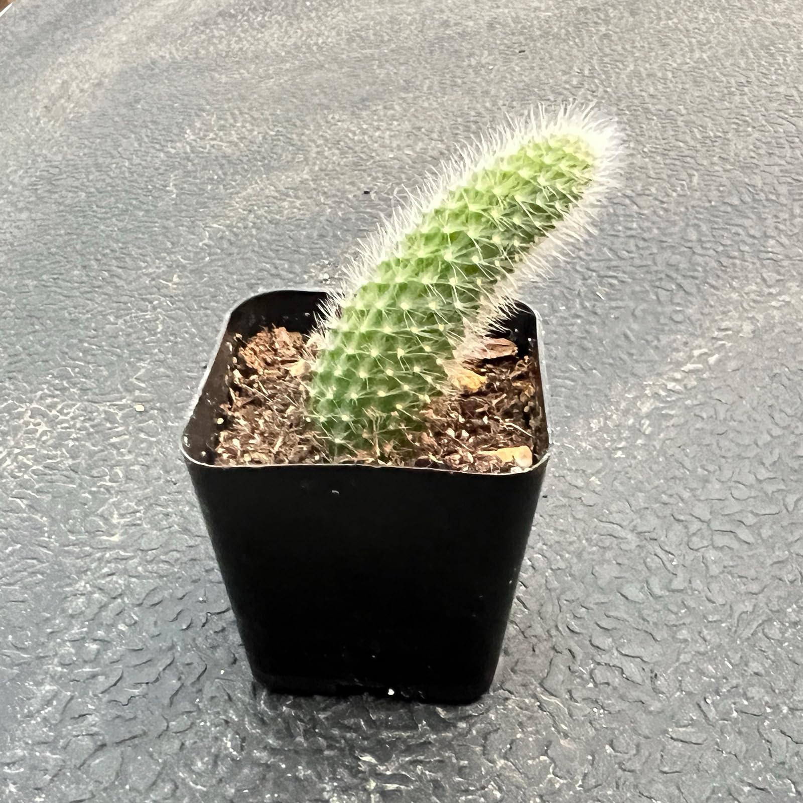 Amazon.com : Rare Cactus Plants, 2