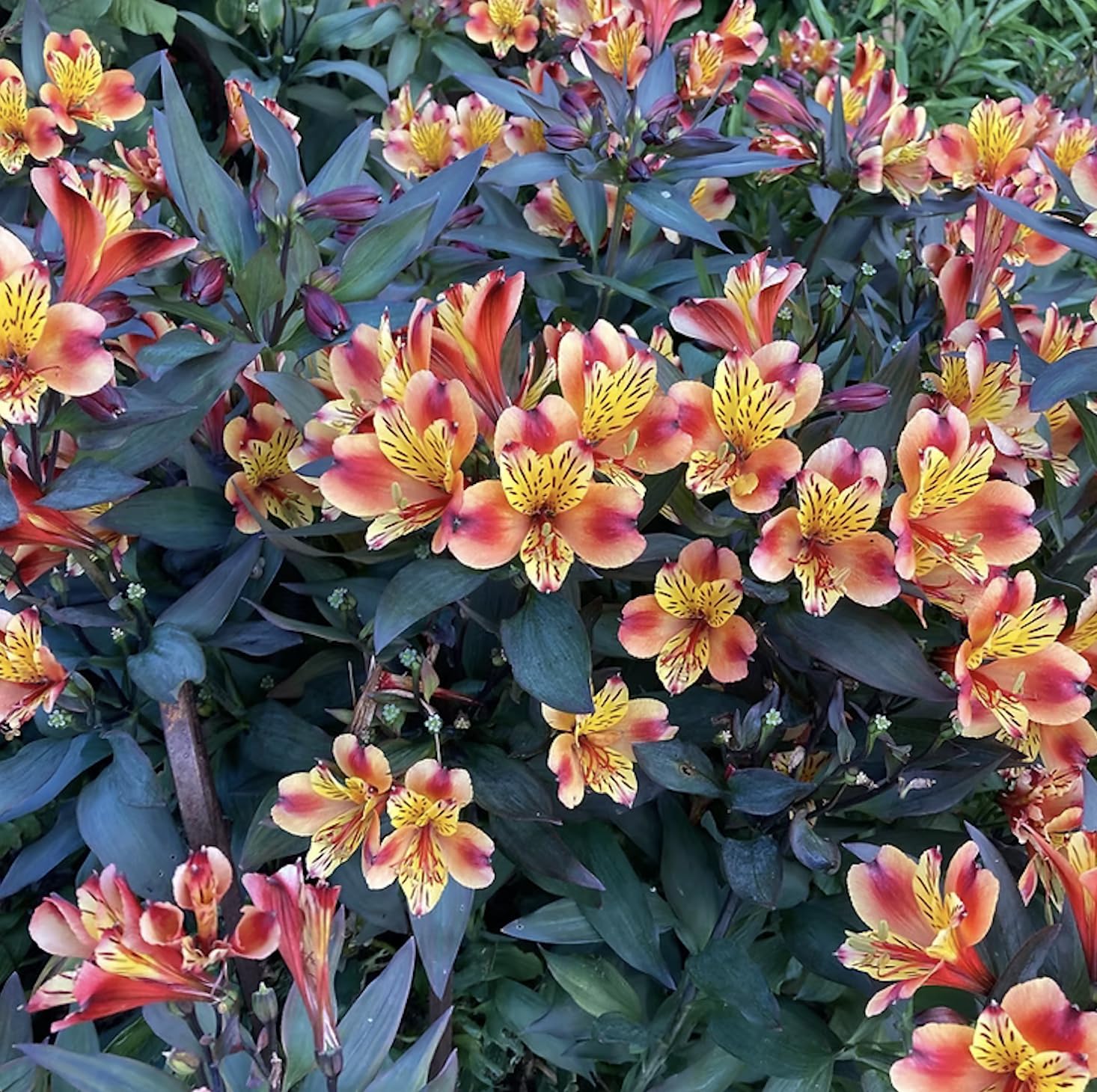 Alstroemeria Indian Summer | Plug Plant | Perennial Plant