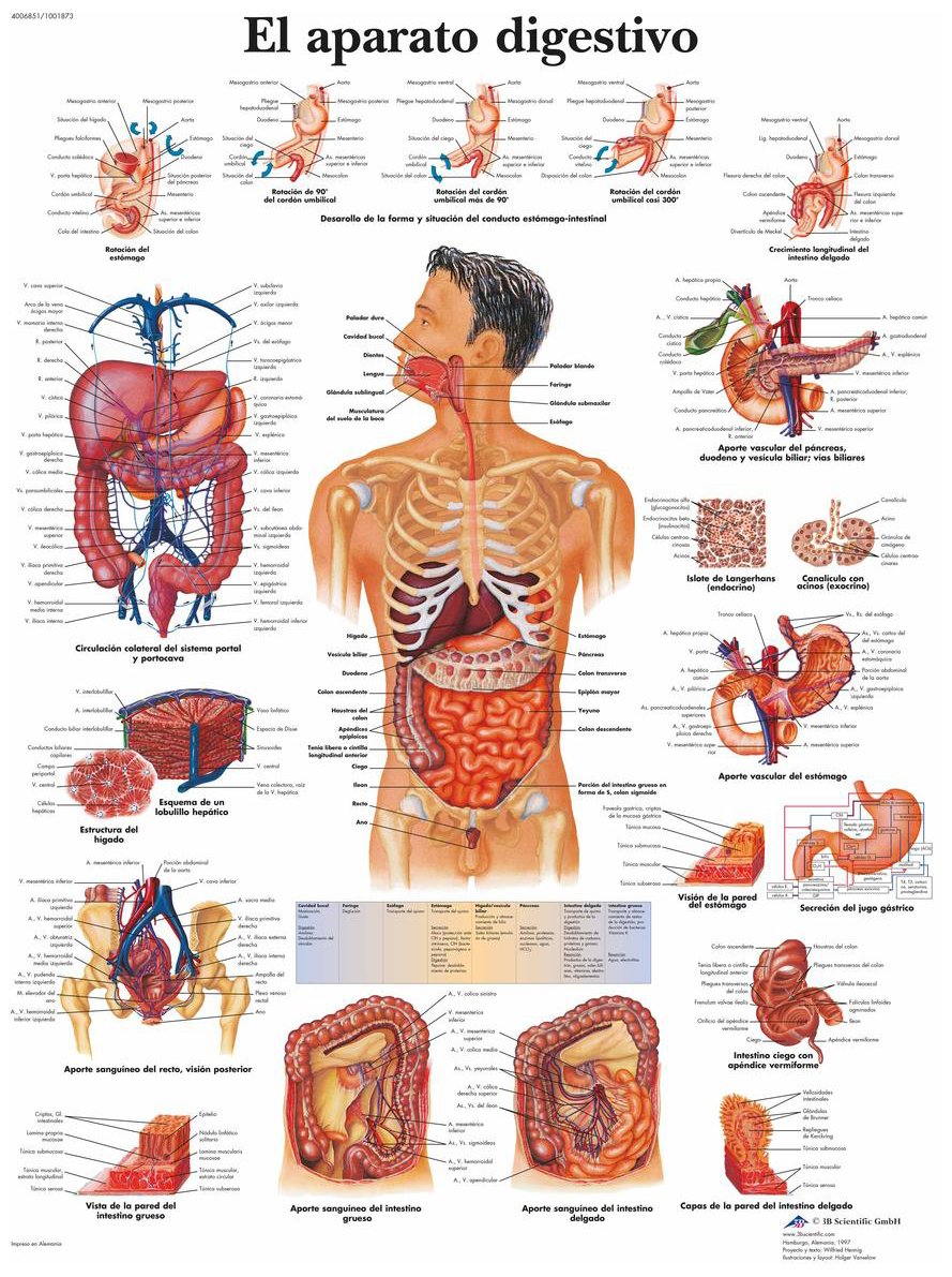 3B Scientific Printed in Paper, The Digestive System, 1