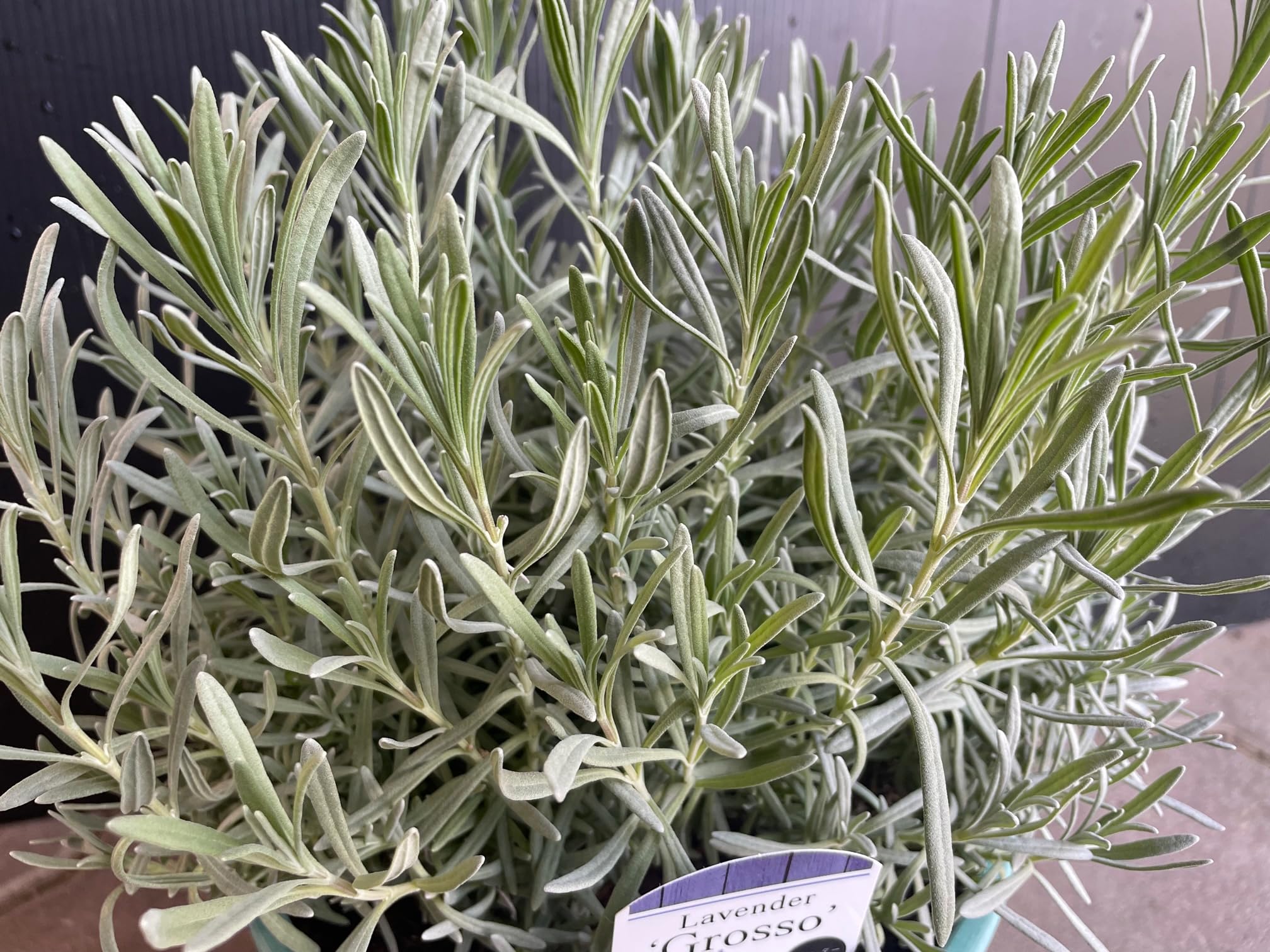Amazon.co.jp: 【季節の新鮮花苗 寄植え ラベンダー「グロッソ」（鉢色