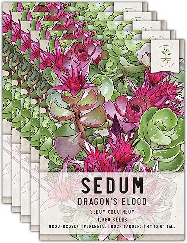 Seed Needs Semillas de sedum para plantar suculentas de sangre de dragón, reliquia y flores polinizadas abiertas para plantar un jardín de hadas de