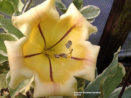 Miniatura 5 de Copas de vid de cáliz abigarradas de oro, floración rara tropical, planta viva tropical con aroma de coco, flor amarilla, tamaño inicial, maceta de