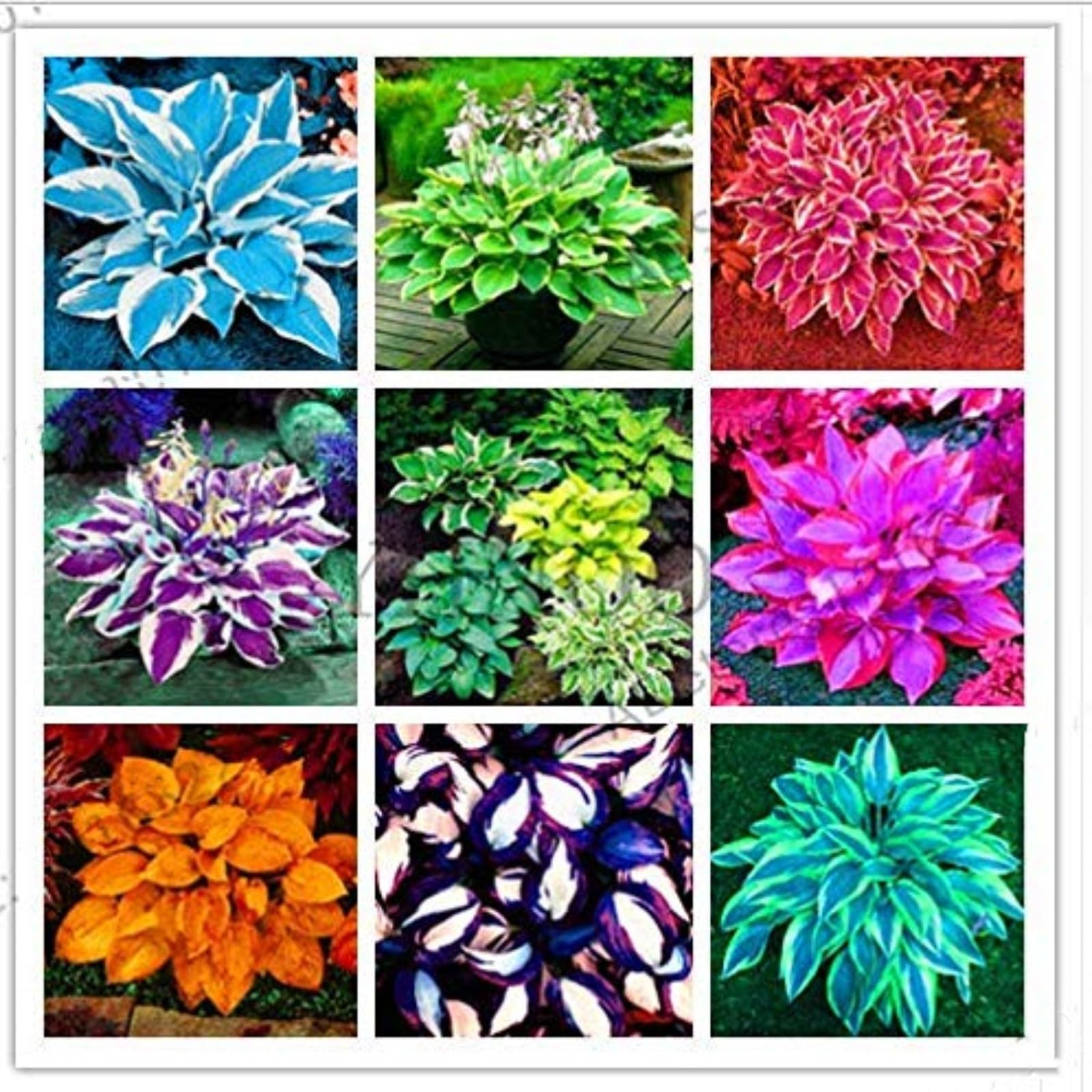 Rare Hostas Hostas Plants/Ornamental Flowers/Plant Bulbs/Hardy Perennial/Wedding Flowers-8bulbs-g