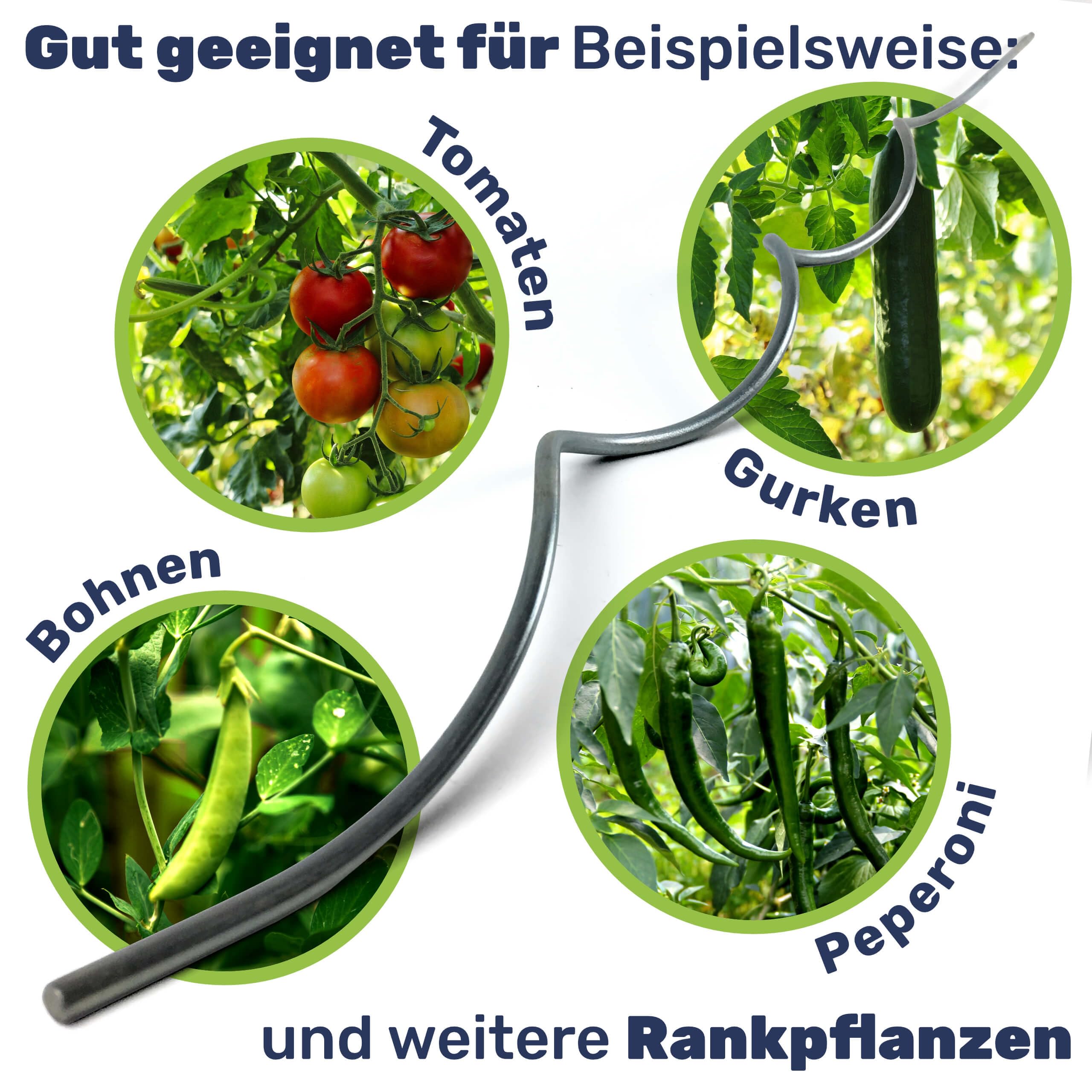 Gravidus Rankhilfe für Kletterpflanzen wie Gurken und Tomaten, Aber auch für Blumen, Rosen und andere Gartenpflanzen Höhe: ca. 110 cm aus Metall (50 Stück)