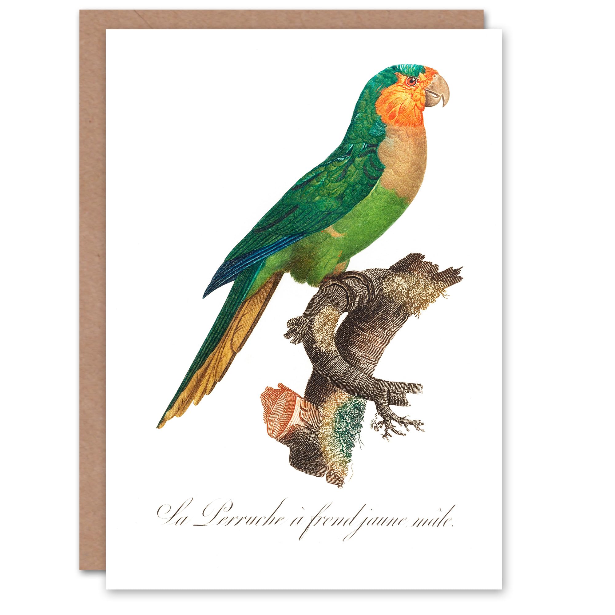 Artery8 Francois Levaillant Art Card The Yellow Headed Amazon Parrot