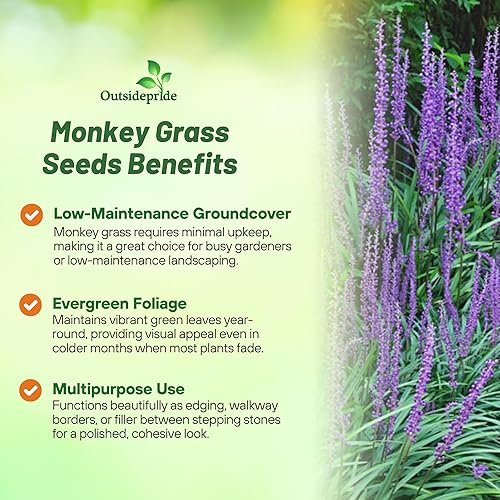 Miniatura 2 de Outsidepride Liriope Muscar Monkey Grass AKA Lilyturf - Hierba ornamental, cubierta de suelo y planta de contenedor, 50 semillas