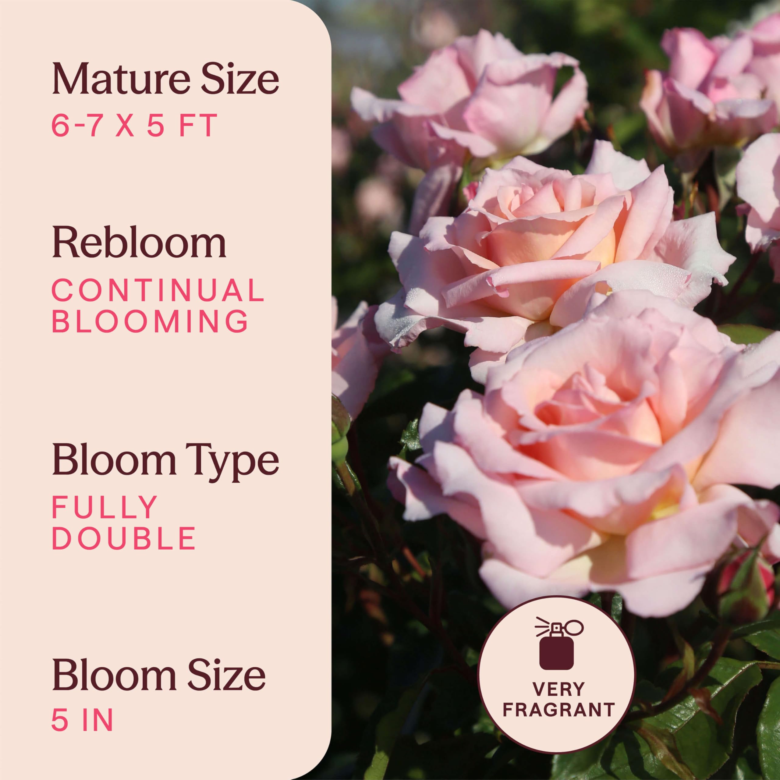 Amazon.com : Heirloom Climbing Roses, Live Own Root Plant for