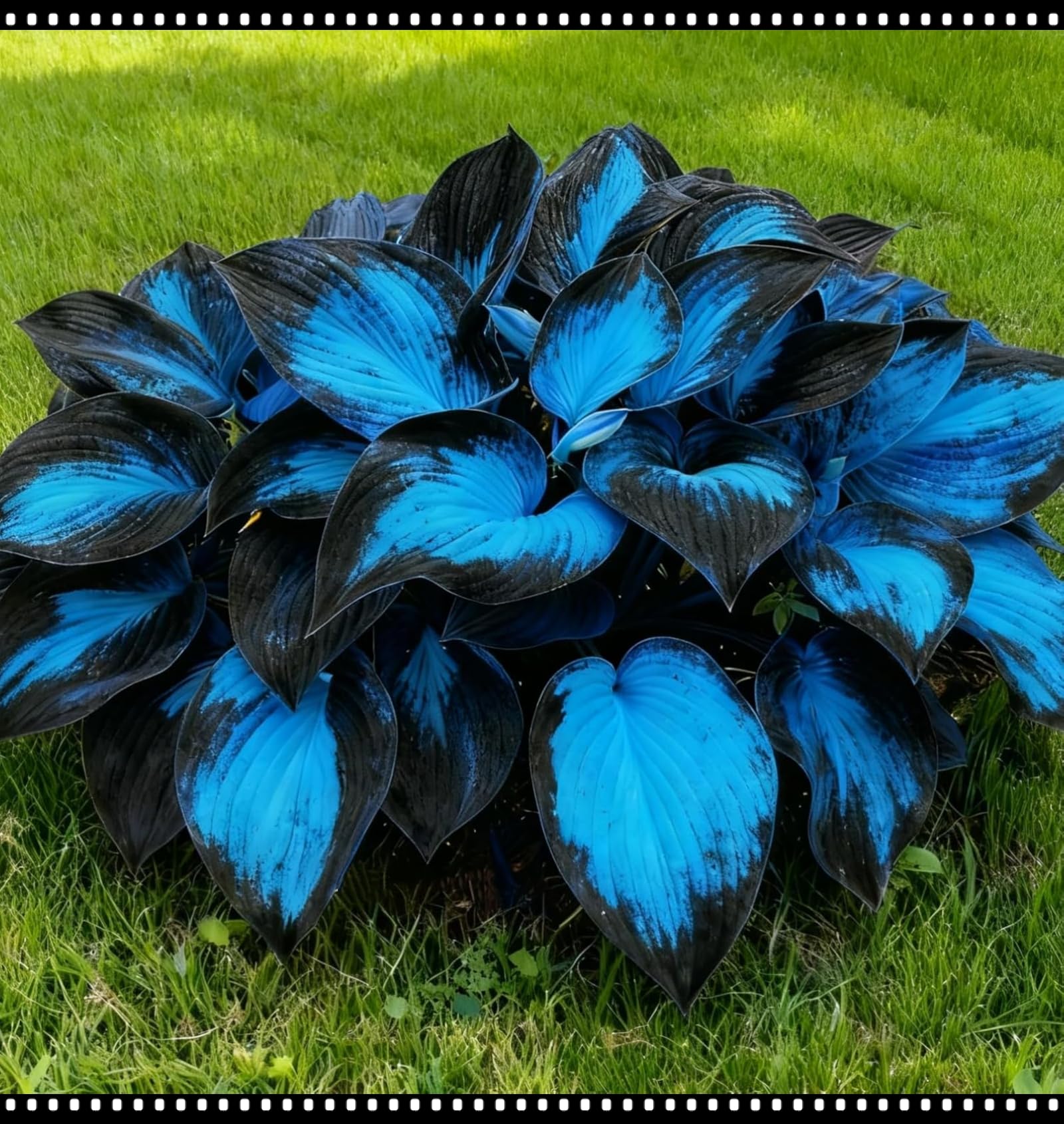 Midnight Blue Heart Hosta Bulbs, Suitable for Shade Planting, Perennial Low Maintenance, Excellent Display-4 Bulbs-E