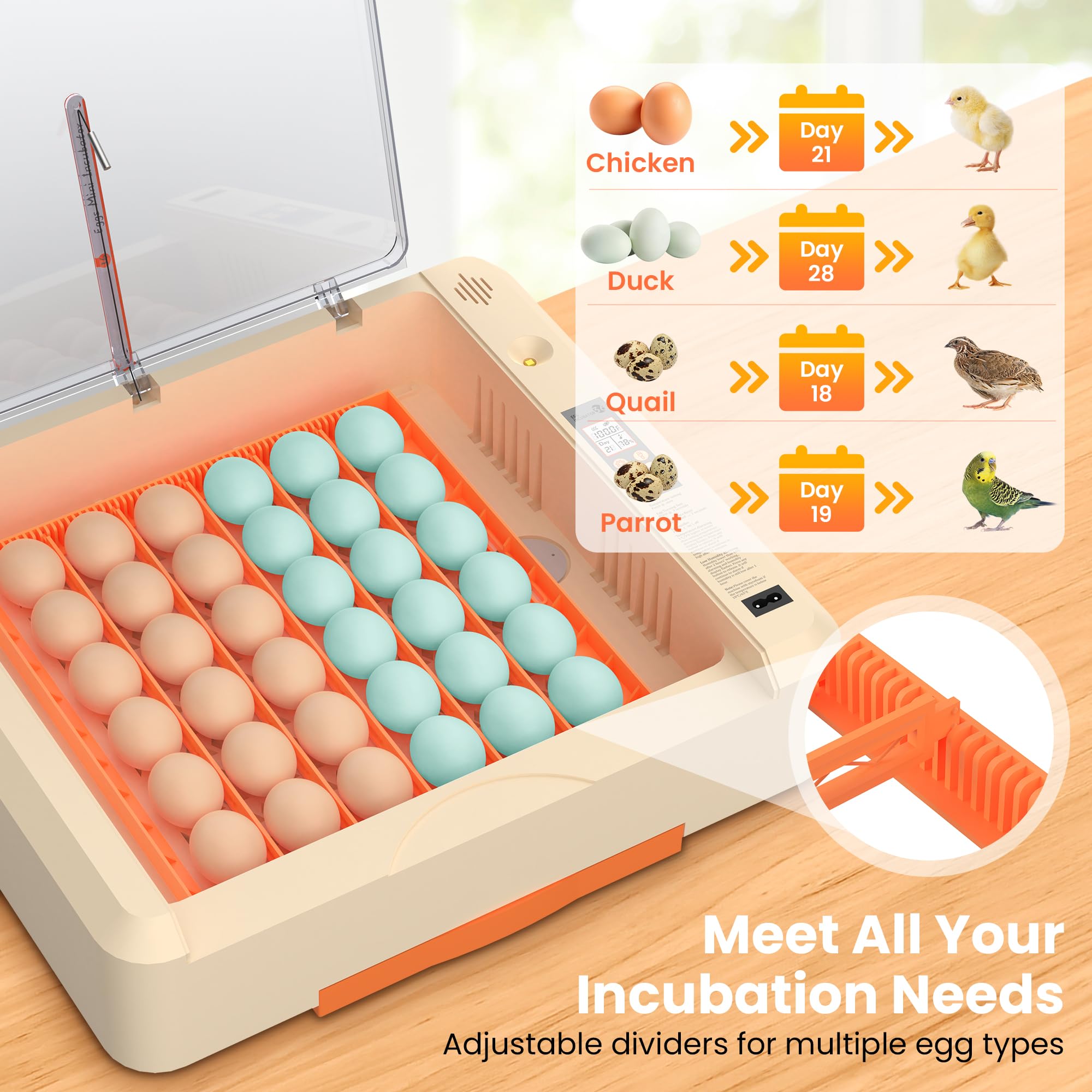 Incubadora de huevos 36-60 con giro automático de huevos y control de humedad, incubadora de huevos de gallina ajustable con pantalla digital, para incubar huevos, incluye huevos de codorniz