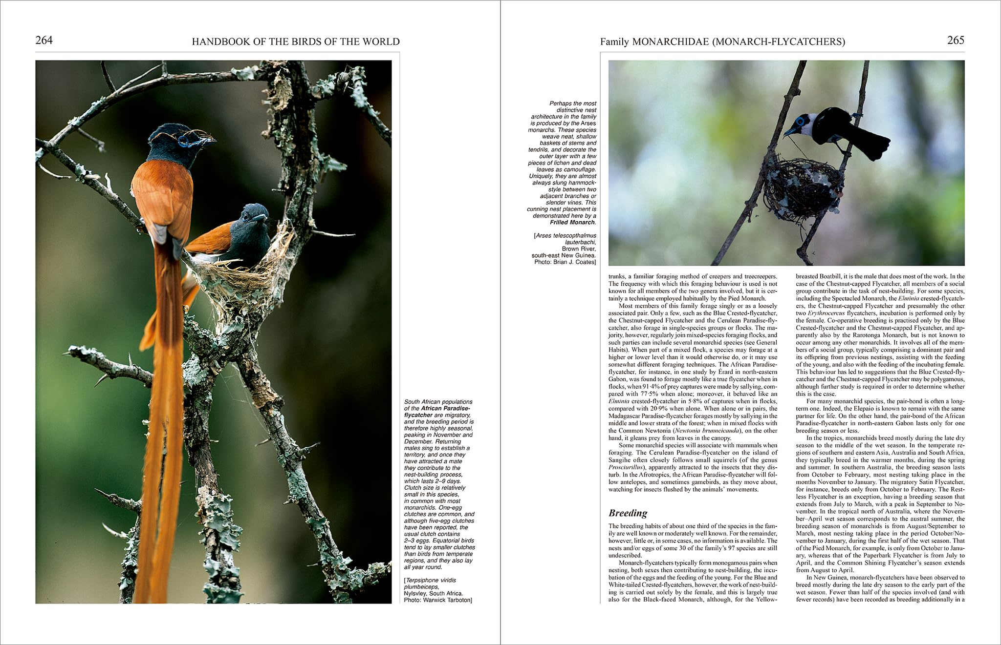 Handbook of the Birds of the World – Volume 11: Old World Flycatchers to Old World Warblers: v. 11