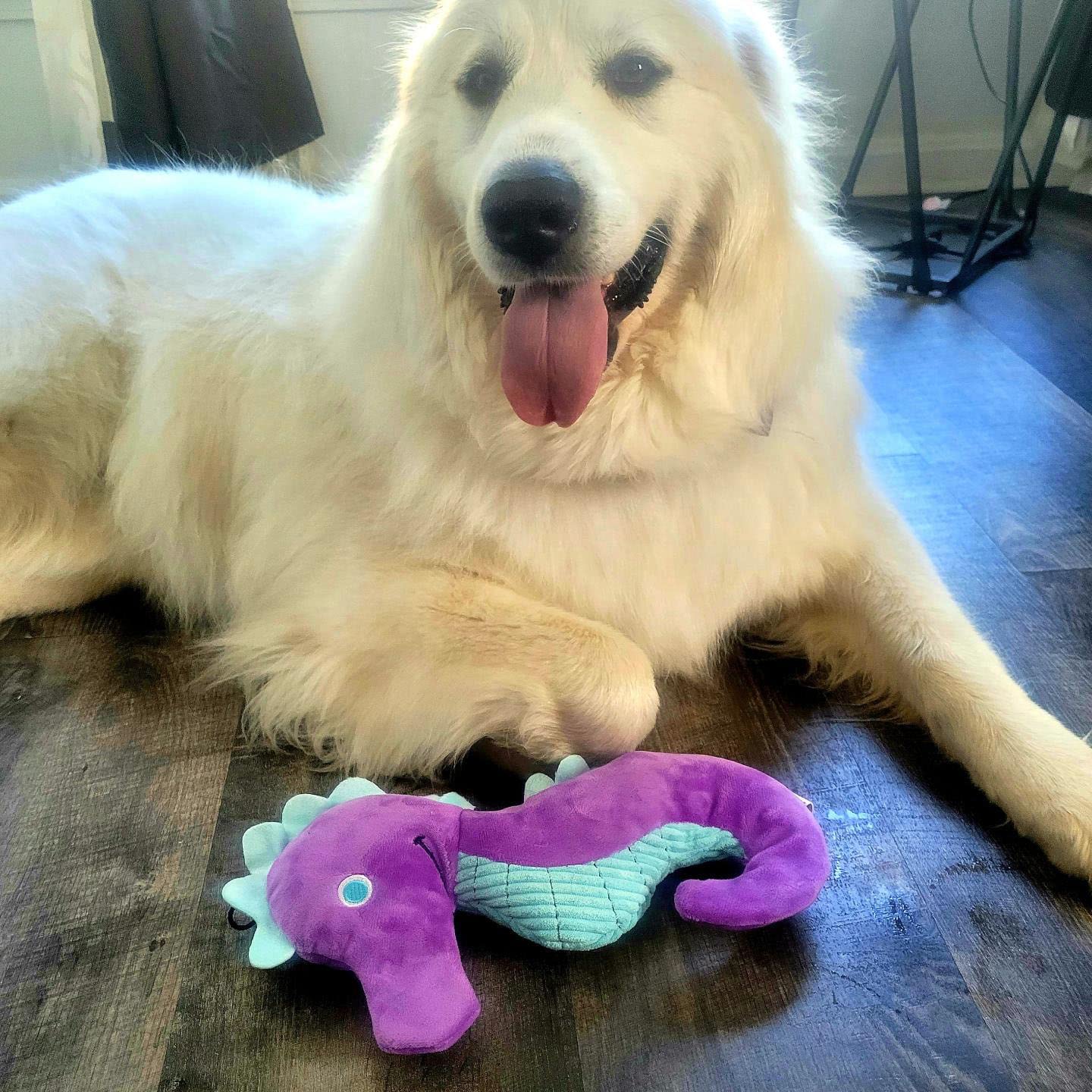 Tender-Tuffs Seepferdchen Hund Knisterspielzeug – Plüsch Mit Quietscher & Knistern, Für Alle Hundegrößen