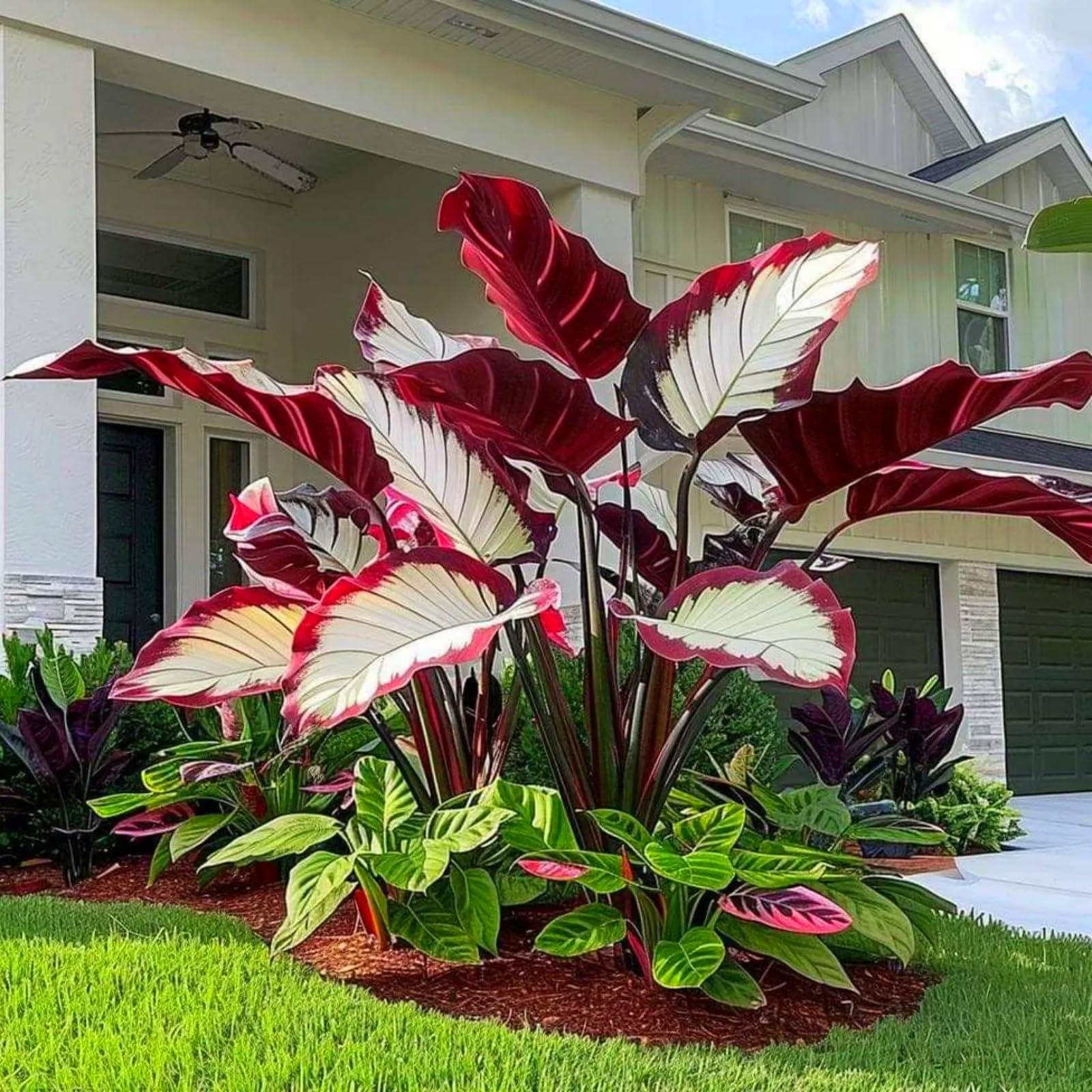 Elephant Ears Bulbs/Surprise Growth, Garden Decoration, No Watering Required,Good for Containers-b-2Bulbs