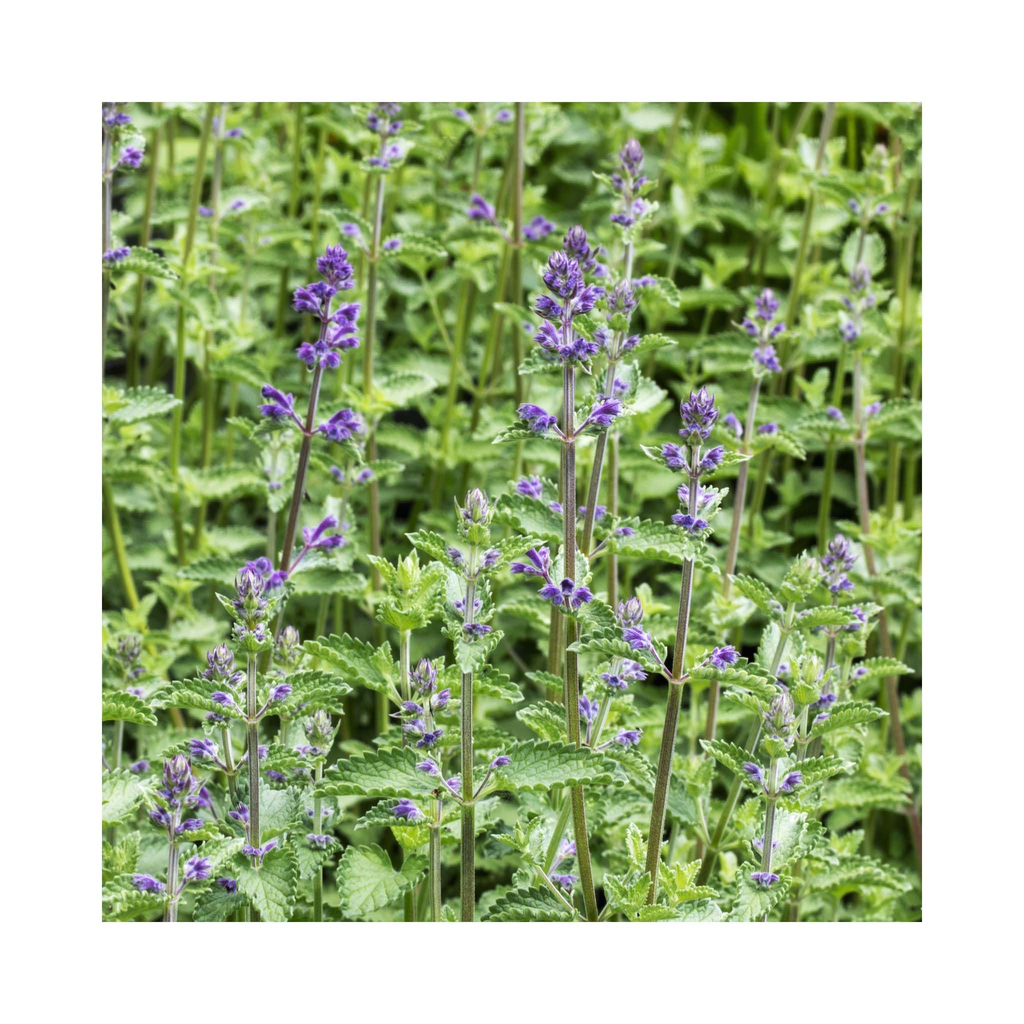 Nepeta Walkers Low - 3 Established Potted Plants, New Hybrid Catmint - Perfect for Baskets, Borders & Planters