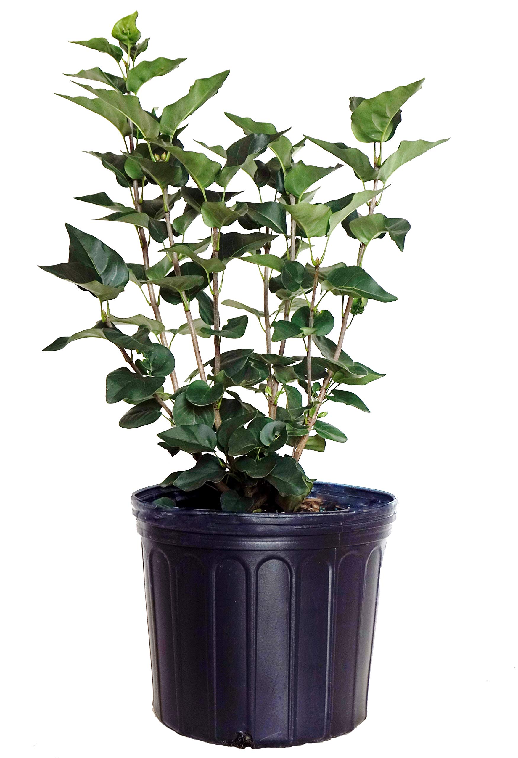 Green Promise Farms Lilac Pocahontas #3