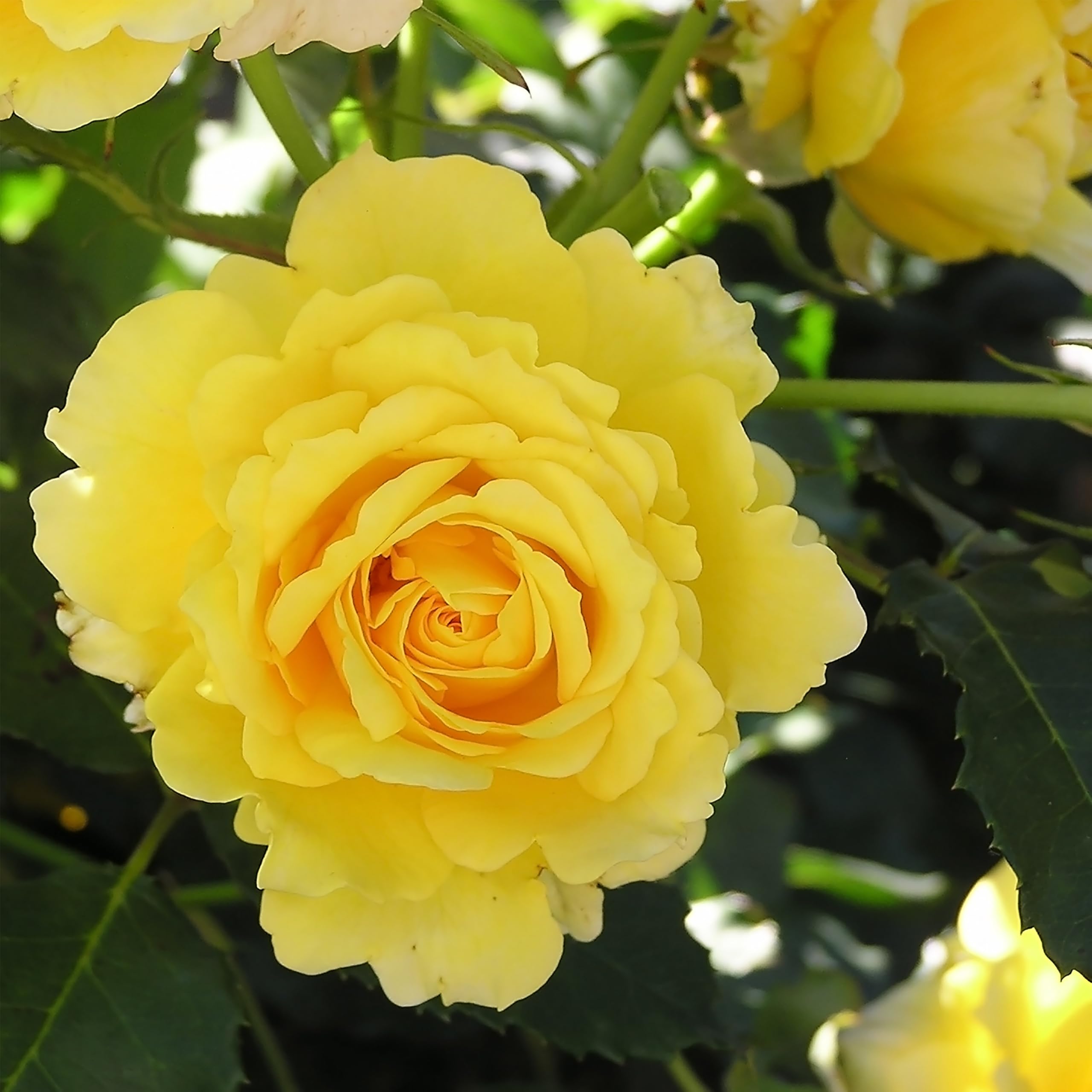 Yellow Garden Princess Bush Rose Live Flowering Plant in 2L Pot Hardy Outdoor Shrub Vibrant Yellow Blooms Ideal for Garden Beds Patios and Landscaping