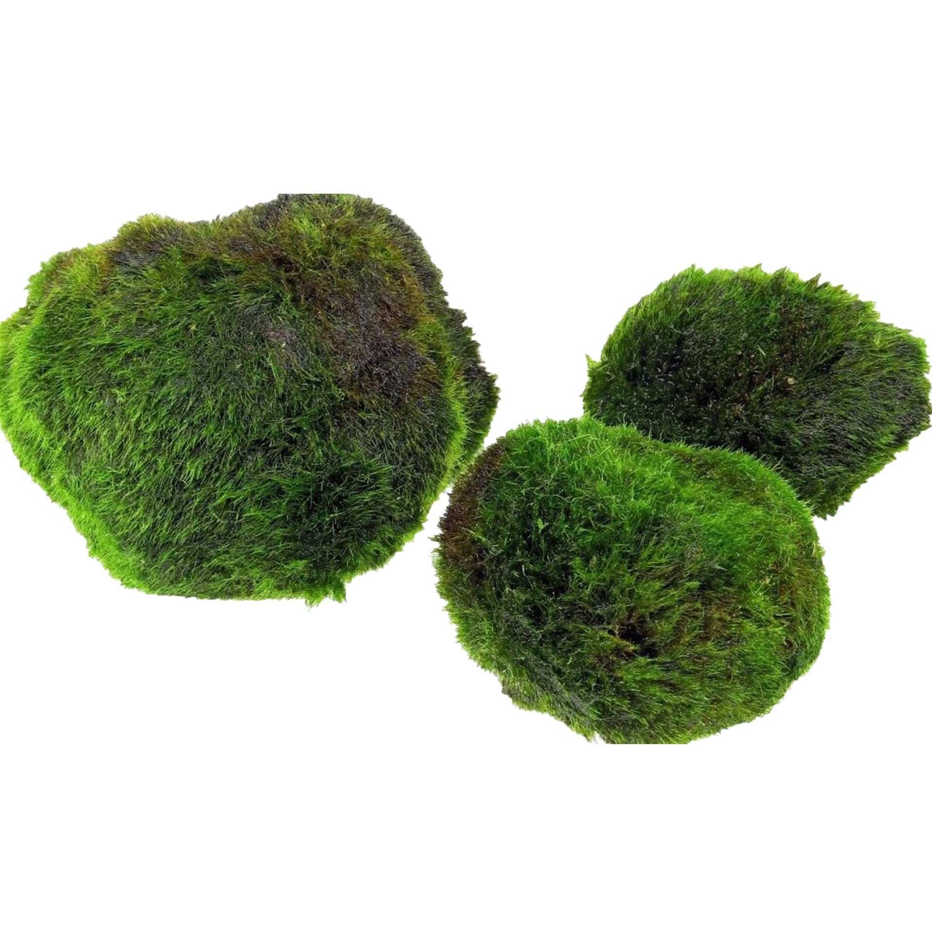 AquaBreedingSkill – Große Größe 4–5 cm – Set aus 3 Marimo Moosbällen – Lebende Aquariumpflanze - Natürlicher Biologischer Filter Umweltfreundliche Dekoration für Garnelen und Fische