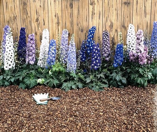 Miniatura 2 de RAISE ME UP Seeds Giant Larkspur Mix Tall Delphinium - Flores anuales