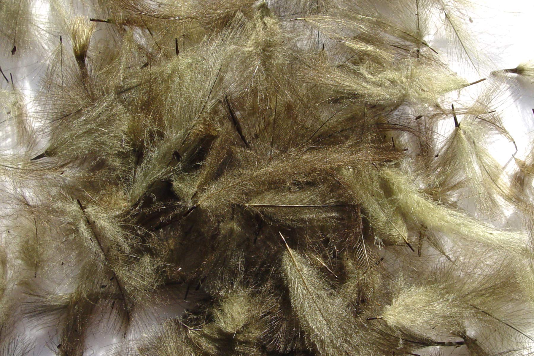 Pechetrout 1 g - CDC Feathers (Duck Cul) Olive Grey - for Fly Tying