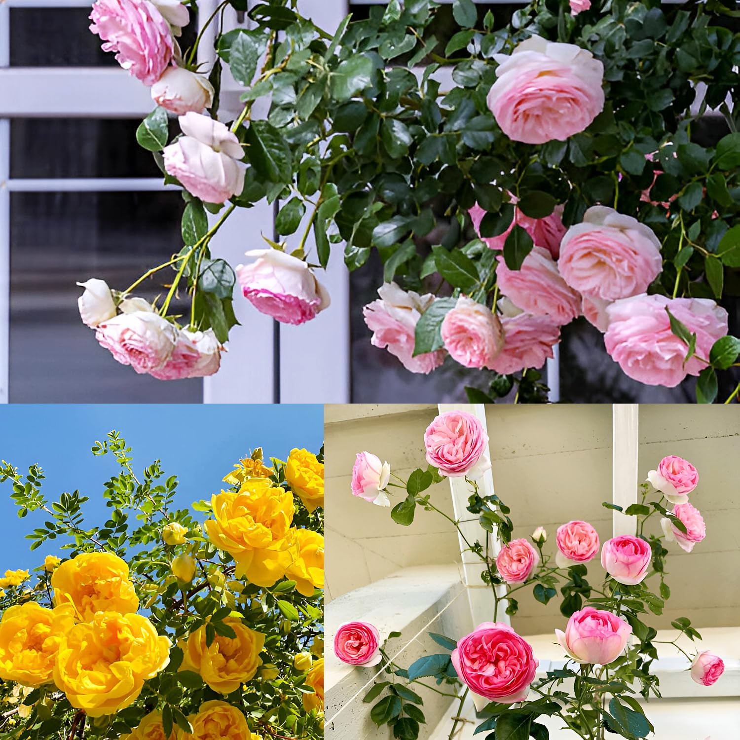 Earth Hopper Imported Hybrid Climbing Rose Flower Mix Seeds, Year-Round Blooms (Pack of 250+ Seeds) - Image 3 thumbnail