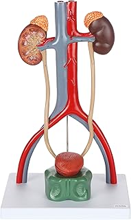 Axis Scientific Anatomy Model of Male Urinary System - Features Kidneys with Adrenal Glands, Ureters, and Bladder - Includes Detailed Product Manual