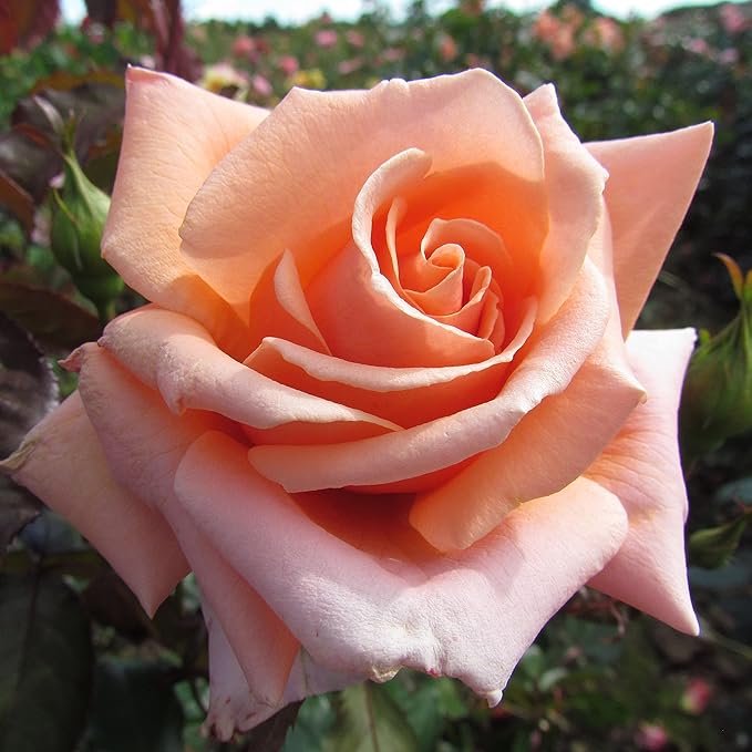 True Friend 5.5lt Potted Floribunda Garden Rose Bush Fragrant