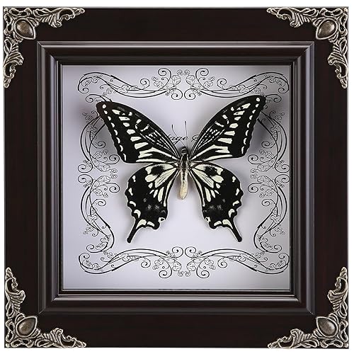 Real Butterfly Framed Handmade, Butterfly Display Shadow Box Collection, Framed Butterfly Taxidermy for Wall Art Decoration (K_Citrus Swallowtail Butterfly) - K_citrus Swallowtail Butterfly