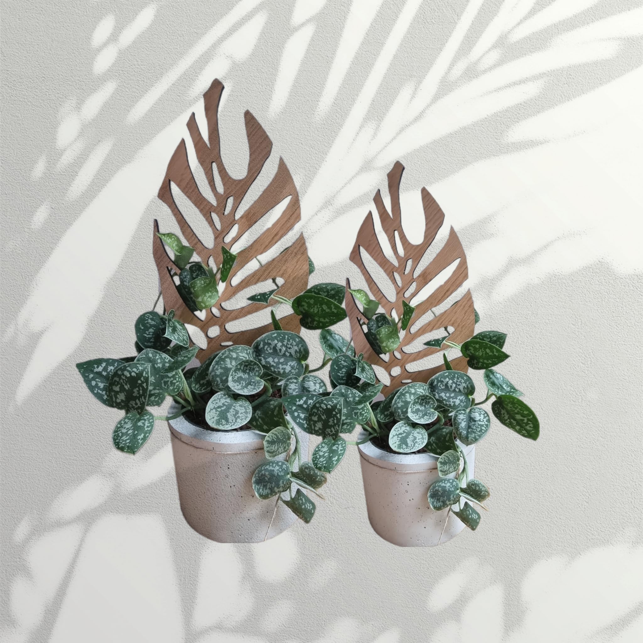 Woodream Monstera Pflanzenstütze aus Eichenholz 60 cm | Größe L | Natürliches Rankgitter - Blumengitter - Rankhilfe | Für Zimmerpflanzen | Innenraum Dekoration | Für Pflanzenliebhaber