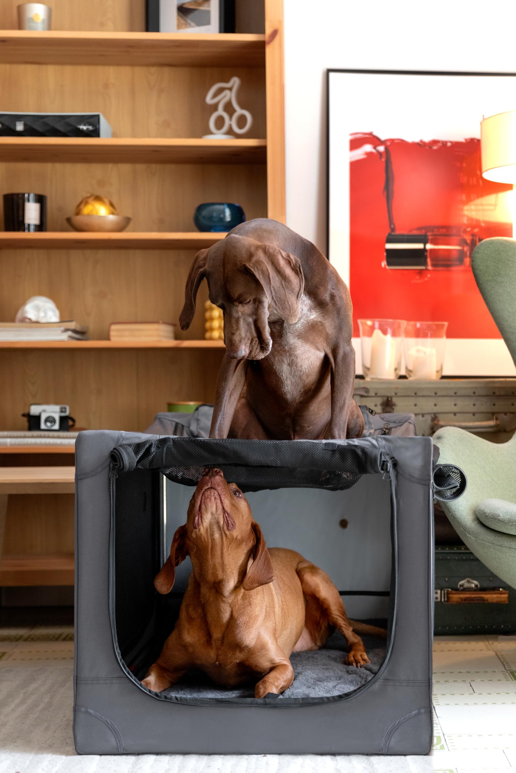 Noah & Paw Gabbia pieghevole per cani 36", gabbia XL per razze medie‑grandi, trasportino auto, tappetino incluso, 2 tasche, borsa, cerniere 10 mm 36x25x23