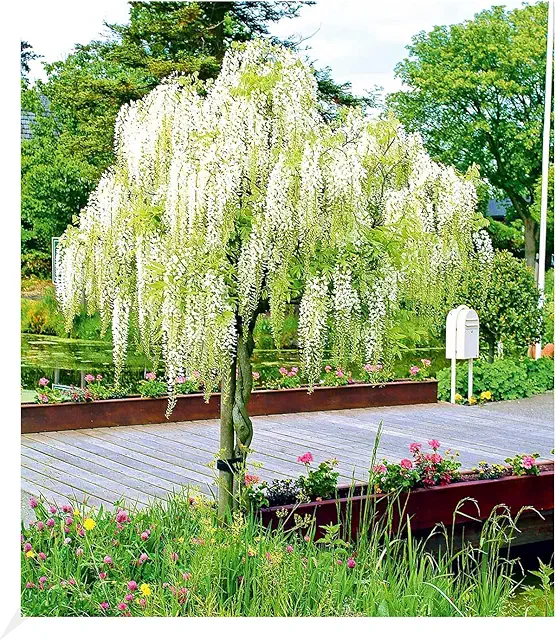 Weißes Blauregen-Stämmchen Alba: Bienenfreundliche Glyzinie für Garten