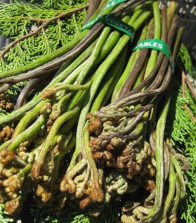 Amazon 信州の旬の人気山菜 天然ワラビ 蕨 お試しサイズ 約500ｇ アク抜き用の木灰サービス付き 信州中野市 木成り完熟くだもの 旬の野菜 たらの芽 通販