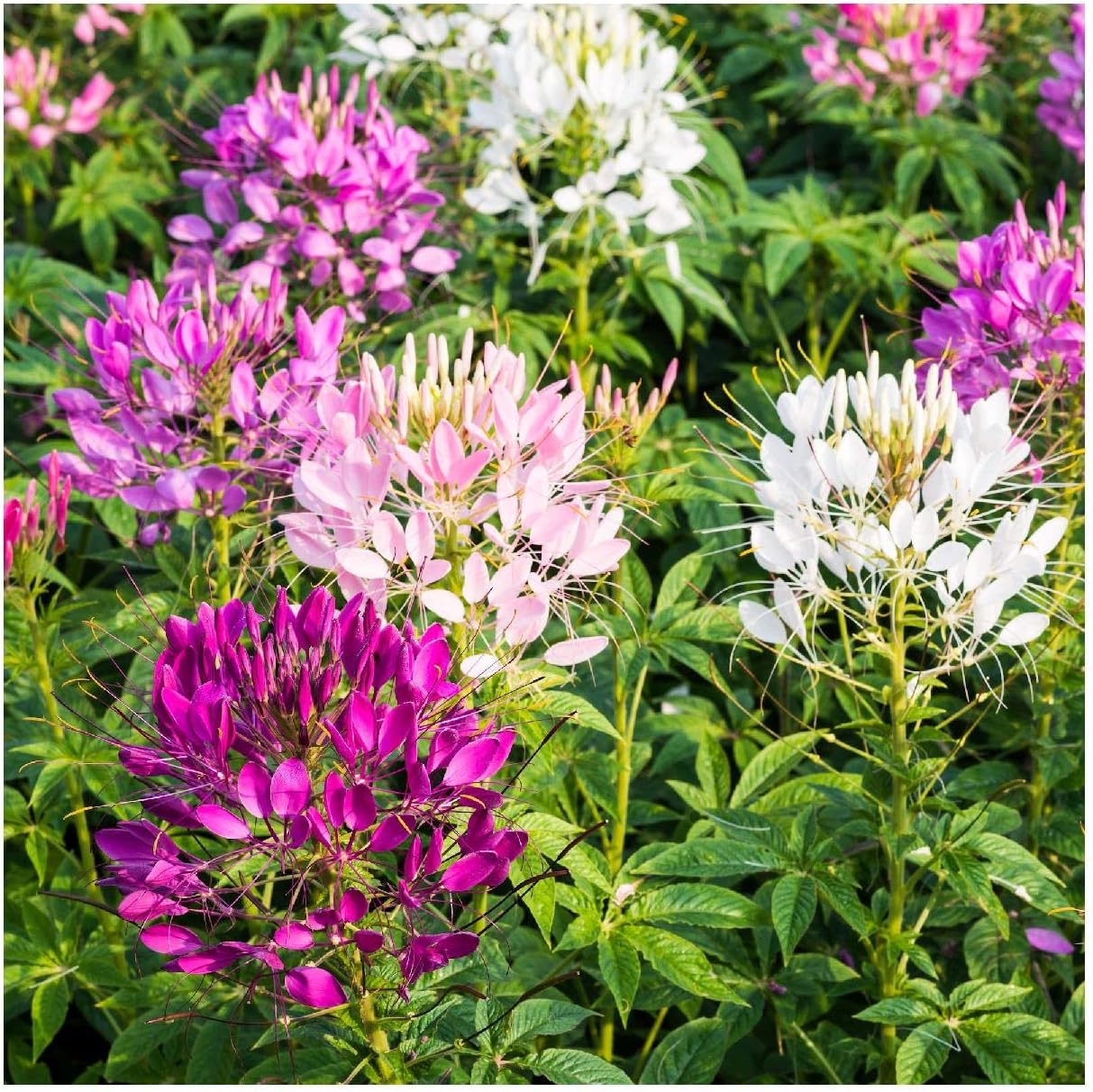 Everwilde Farms - 1 Lb Spider Plant Wildflower Seeds - Gold Vault