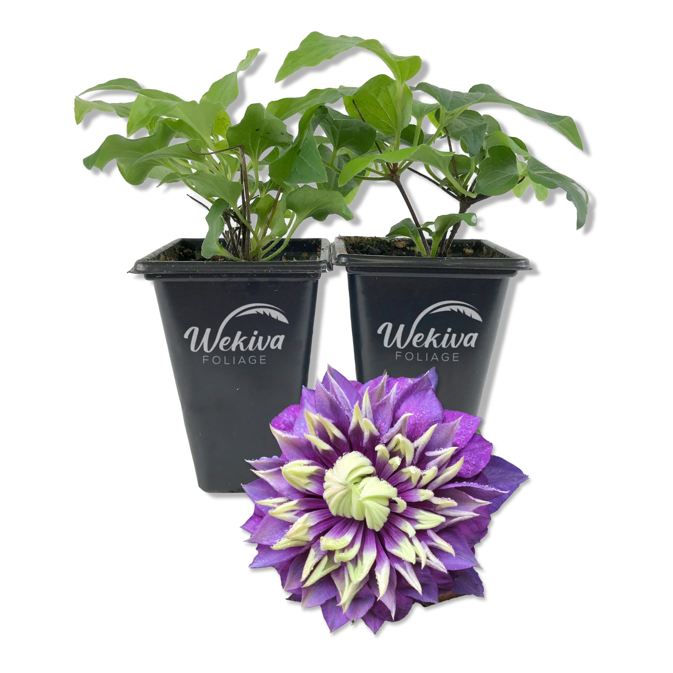 Wekiva Foliage Clematis Taiga