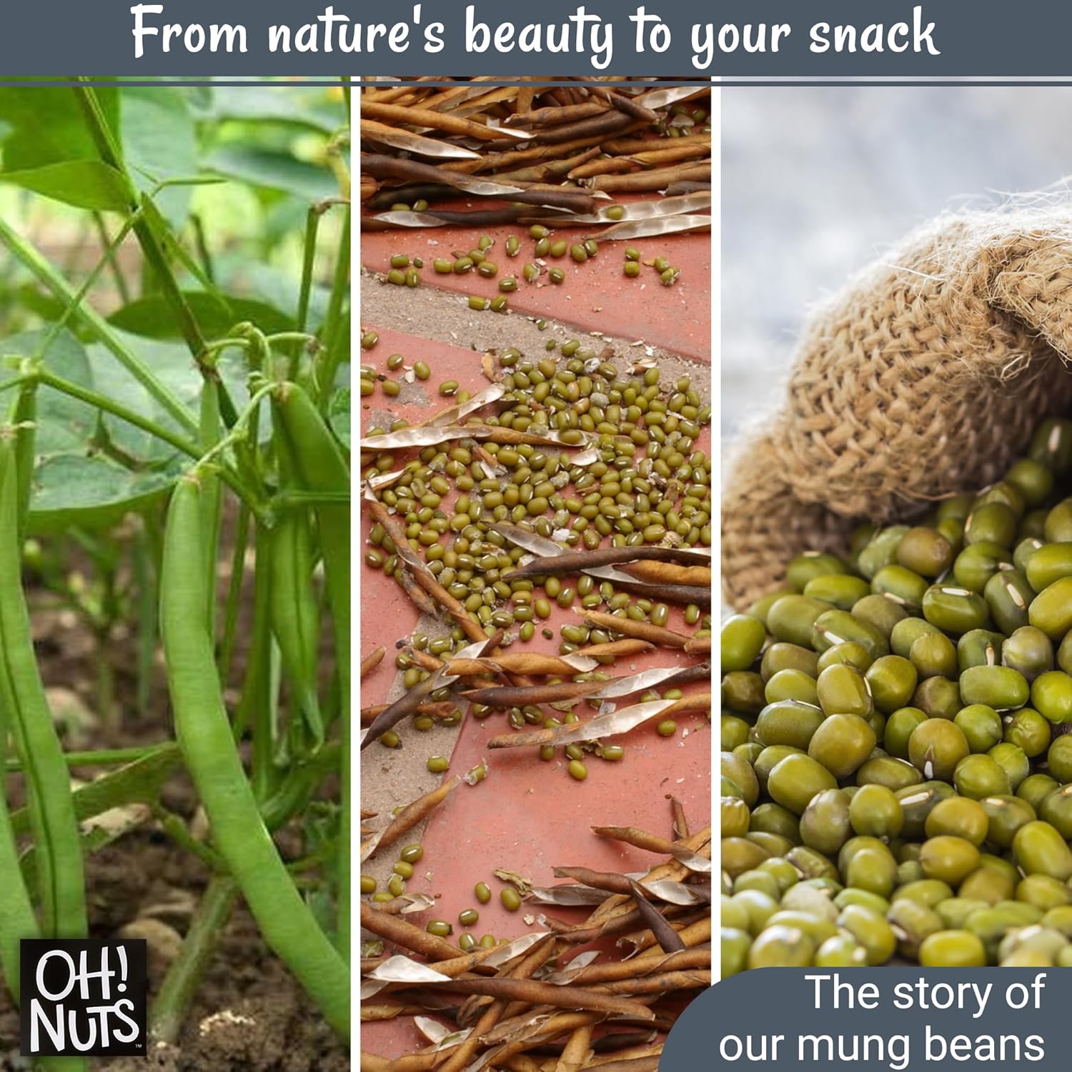 Oh! Nuts Mung Beans 5lb Bulk Bag - Great Beans for Sprouting Dried Kosher Moong Dal - Vegan, Paleo, Long Lasting Protein Packed Pantry Items - Green Lentils Stay-Fresh Food Pack - Keto Toor Dahl Bean