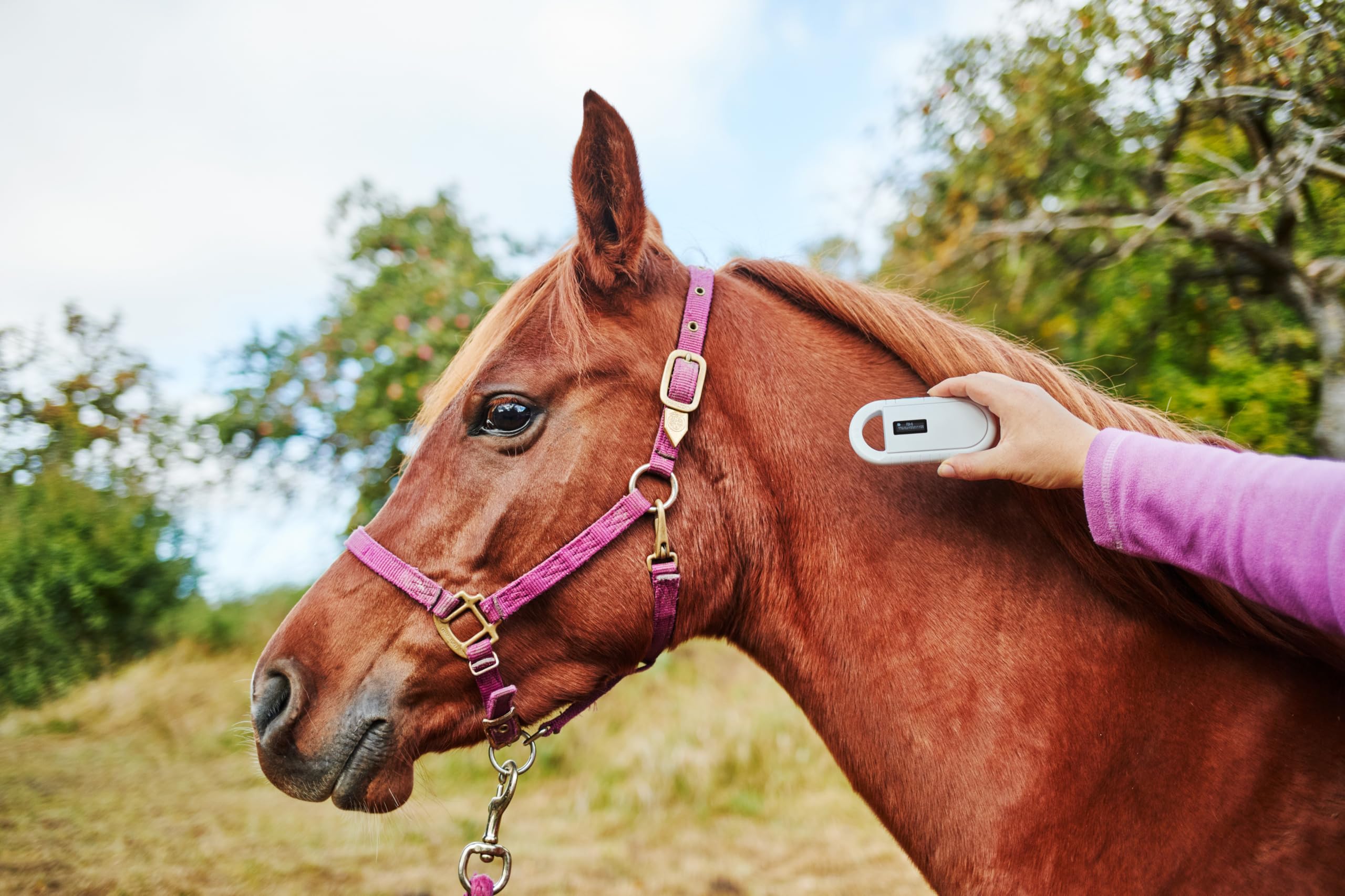 Lecteur de puce animale lecteur de chiple pour animaux, puce RFID micropuce animale transpondeur ISO pour identifier les animaux
